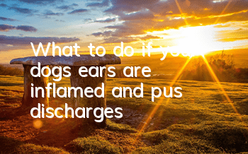 TWhat to do if your dog’s ears are inflamed and pus discharges