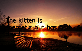 The kitten is energetic but has bad breath