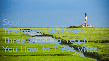 Scotch Sheepdog Mite Treatment Medicines: Three Steps to Teach You How to Treat Mites