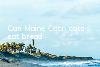 Can Maine Coon cats eat bread?