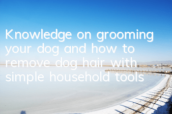 Knowledge on grooming your dog and how to remove dog hair with simple household tools