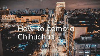 How to comb a Chihuahua?