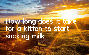 THow long does it take for a kitten to start sucking milk?