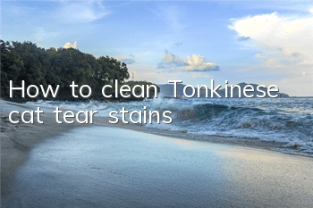 How to clean Tonkinese cat tear stains