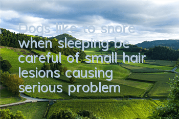 Dogs like to snore when sleeping, be careful of small hair lesions causing serious problems