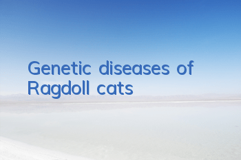 Genetic diseases of Ragdoll cats
