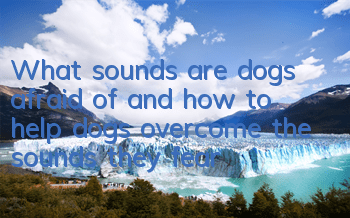 What sounds are dogs afraid of and how to help dogs overcome the sounds they fear?