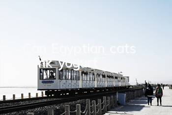 Can Egyptian cats drink yogurt?