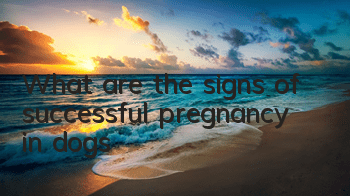 TWhat are the signs of successful pregnancy in dogs?