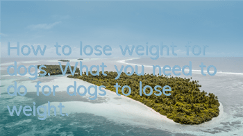 How to lose weight for dogs. What you need to do for dogs to lose weight.