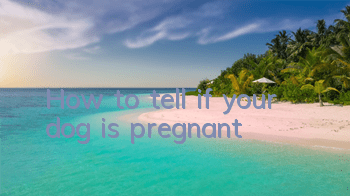 THow to tell if your dog is pregnant