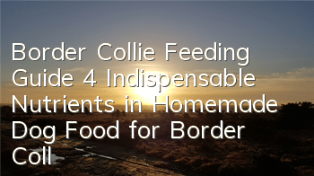 Border Collie Feeding Guide 4 Indispensable Nutrients in Homemade Dog Food for Border Collies