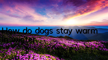 How do dogs stay warm in winter?