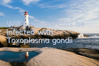 Will pregnant cats be infected with Toxoplasma gondii?