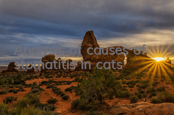 Analysis of causes of stomatitis in cats