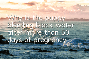 TWhy is the puppy bleeding black water after more than 50 days of pregnancy?