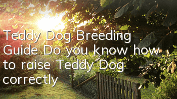 Teddy Dog Breeding Guide Do you know how to raise Teddy Dog correctly?