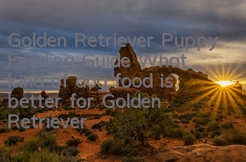 Golden Retriever Puppy Feeding Guide What kind of dog food is better for Golden Retriever puppies?