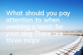 What should you pay attention to when wearing a leash for your dog? There are three major principles that a dog leash should follow.