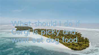TWhat should I do if Corgi is picky and won’t eat dog food?