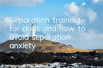 Separation training for dogs and how to avoid separation anxiety