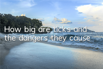 How big are ticks and the dangers they cause