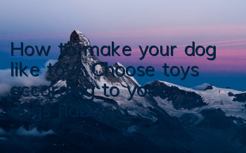 How to make your dog like toys? Choose toys according to your dog’s habits