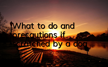 What to do and precautions if scratched by a dog