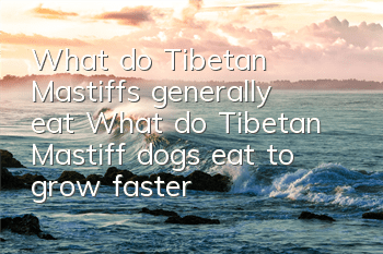What do Tibetan Mastiffs generally eat? What do Tibetan Mastiff dogs eat to grow faster?