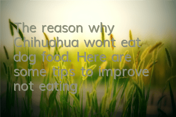 The reason why Chihuahua won’t eat dog food. Here are some tips to improve not eating!