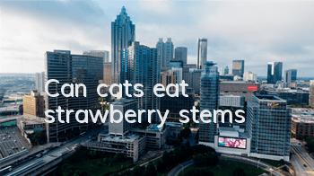 Can cats eat strawberry stems?