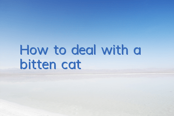 How to deal with a bitten cat