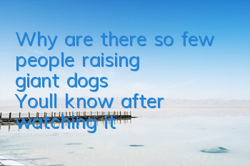 Why are there so few people raising “giant dogs”? You’ll know after watching it!