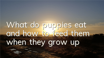What do puppies eat and how to feed them when they grow up?