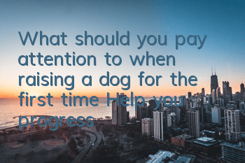 What should you pay attention to when raising a dog for the first time? Help you progress from a novice to a qualified dog shovel