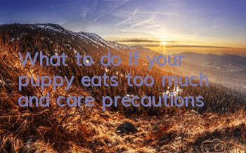 What to do if your puppy eats too much and care precautions