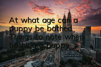 TAt what age can a puppy be bathed? Things to note when bathing a puppy!