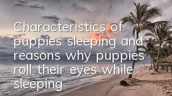 Characteristics of puppies sleeping and reasons why puppies roll their eyes while sleeping