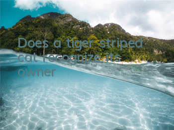 Does a tiger striped cat recognize its owner?