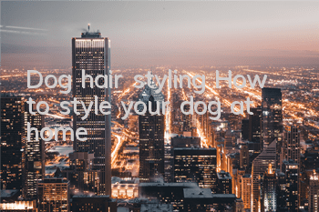 Dog hair styling How to style your dog at home