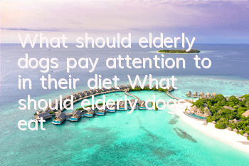 What should elderly dogs pay attention to in their diet? What should elderly dogs eat?