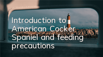 Introduction to American Cocker Spaniel and feeding precautions