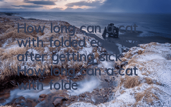 How long can a cat with folded ears live after getting sick? How long can a cat with folded ears live after getting sick?