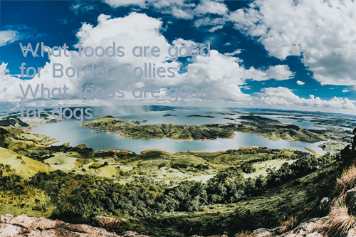 What foods are good for Border Collies? What foods are good for dogs?