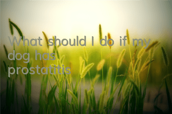 TWhat should I do if my dog ​​has prostatitis?