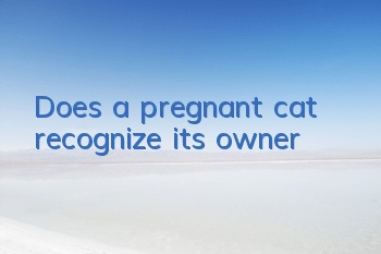Does a pregnant cat recognize its owner?