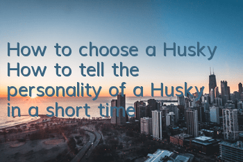 How to choose a Husky? How to tell the personality of a Husky in a short time?