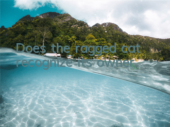 Does the ragged cat recognize its owner?