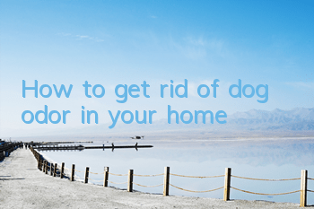 How to get rid of dog odor in your home