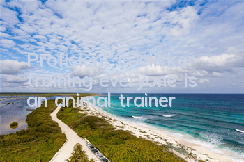 Proficient in clicker training, everyone is an animal trainer